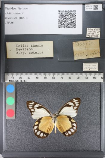 Media type: image;   Entomology 128296